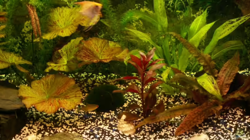 Pflanzen im Aquarium Becken 3297 von Thomas Kluge (4)