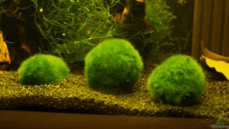 Pflanzen im Aquarium Becken 3304 von Fabian Kühn (3)