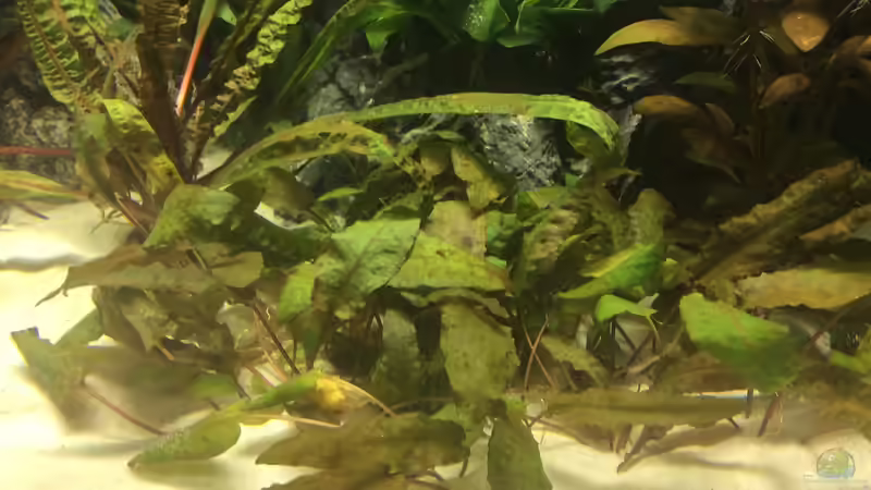 Pflanzen im Aquarium Becken 33060 von Rocknar (2)