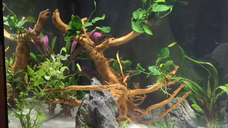 Pflanzen im Aquarium Becken 33060 von Rocknar (4)