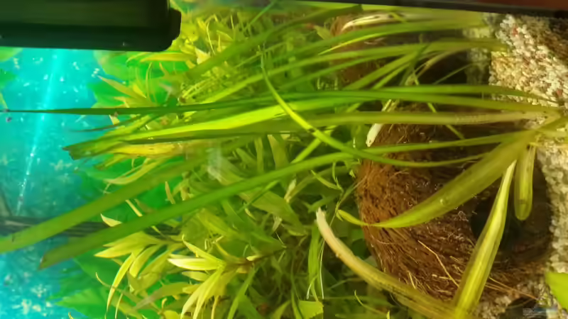 Pflanzen im Aquarium Becken 33066 von SvenDerGroße (7)