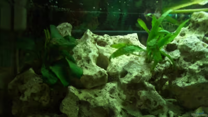 Pflanzen im Aquarium Becken 3310 von Adrian Möker (5)