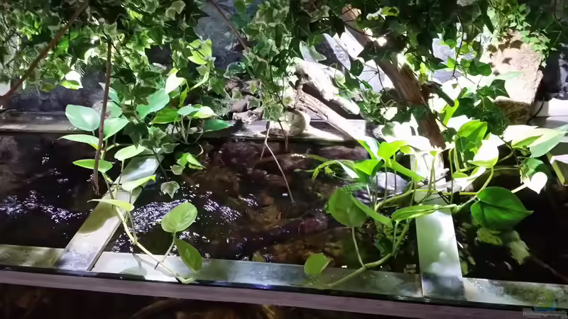 Pflanzen im Aquarium Becken 33203 von Micha Zoschke (3)