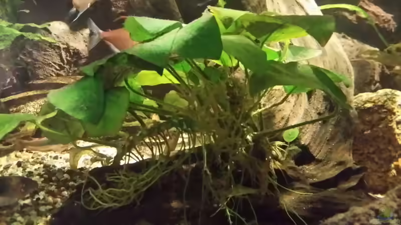 Pflanzen im Aquarium Becken 33203 von Micha Zoschke (5)