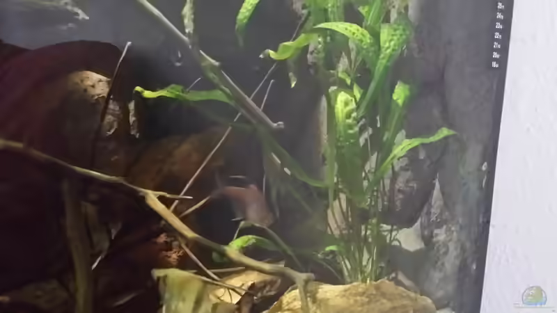 Pflanzen im Aquarium Becken 33203 von Micha Zoschke (6)