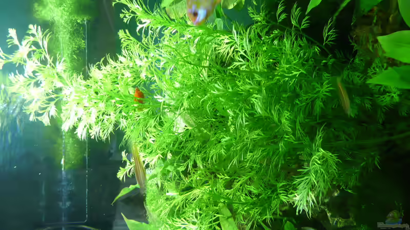 Pflanzen im Aquarium Becken 33229 von stveko (4)