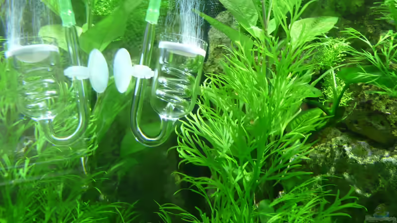 Pflanzen im Aquarium Becken 33229 von stveko (5)