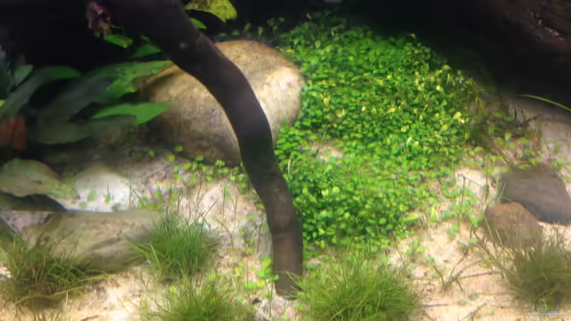 Pflanzen im Aquarium Becken 33273 (aufgelöst) von Dominik Wexenberger (10)