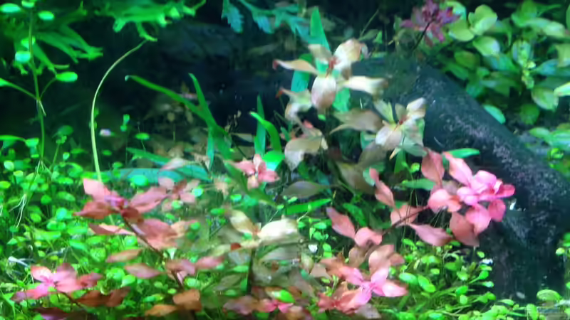 Pflanzen im Aquarium Becken 33273 (aufgelöst) von Dominik Wexenberger (15)