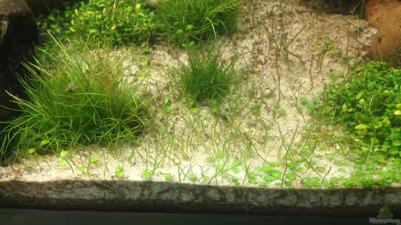 Pflanzen im Aquarium Becken 33273 (aufgelöst) von Dominik Wexenberger (9)