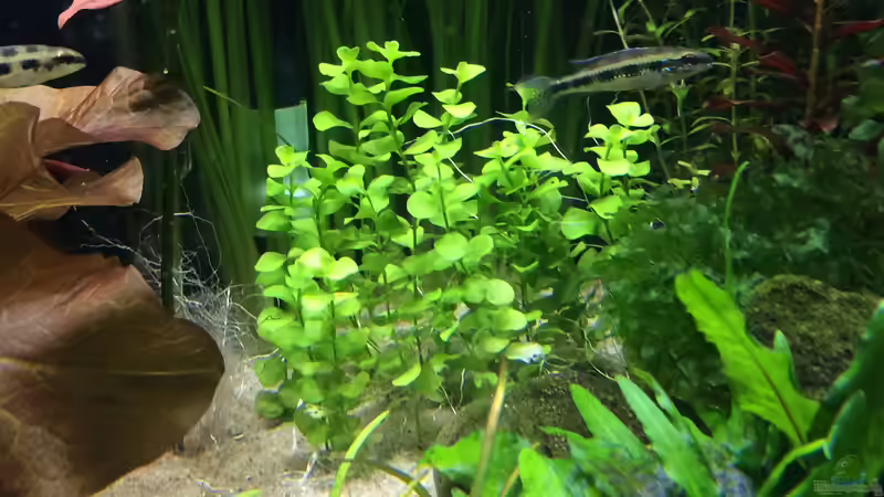 Pflanzen im Aquarium Becken 33318 von Sascha H. (11)