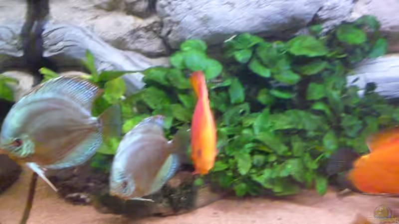 Pflanzen im Aquarium Becken 33373 von stefanw (3)