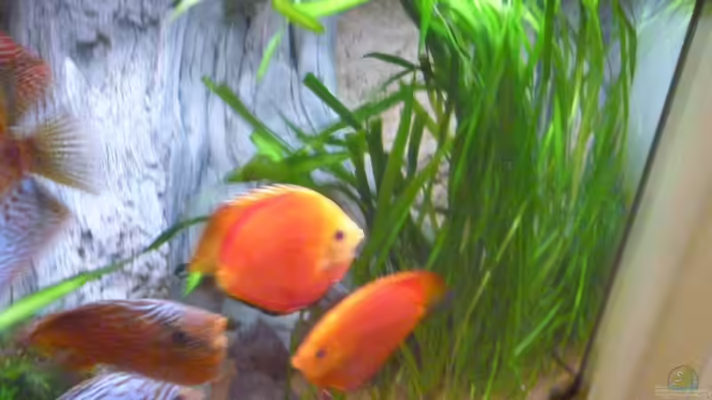 Pflanzen im Aquarium Becken 33373 von stefanw (4)