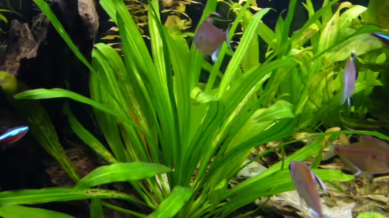 Pflanzen im Aquarium Becken 3345 von Micha WB (10)