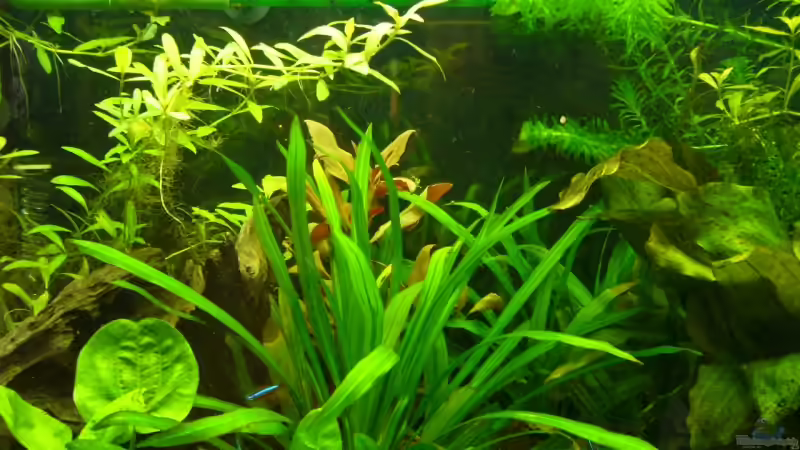 Pflanzen im Aquarium Becken 3345 von Micha WB (12)