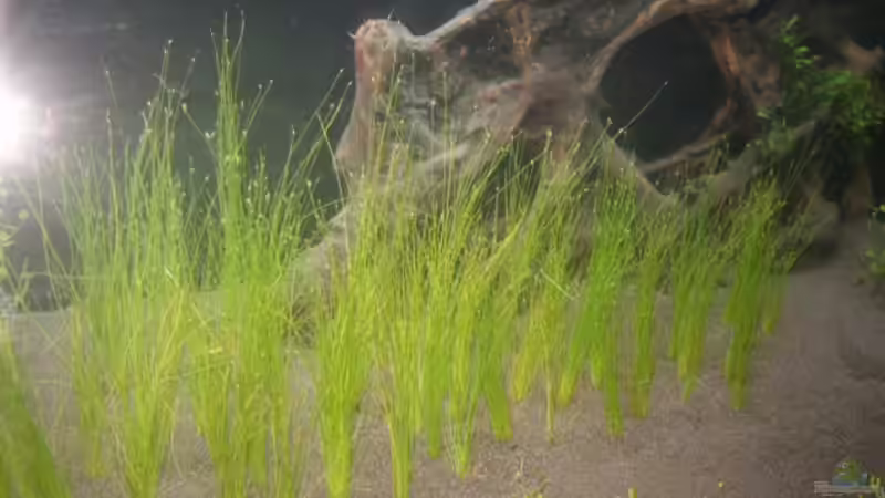Pflanzen im Aquarium Becken 3345 von Micha WB (13)