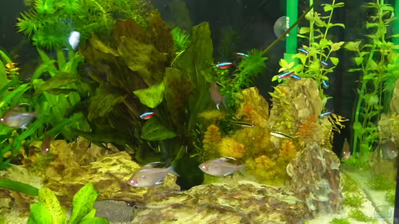 Pflanzen im Aquarium Becken 3345 von Micha WB (6)