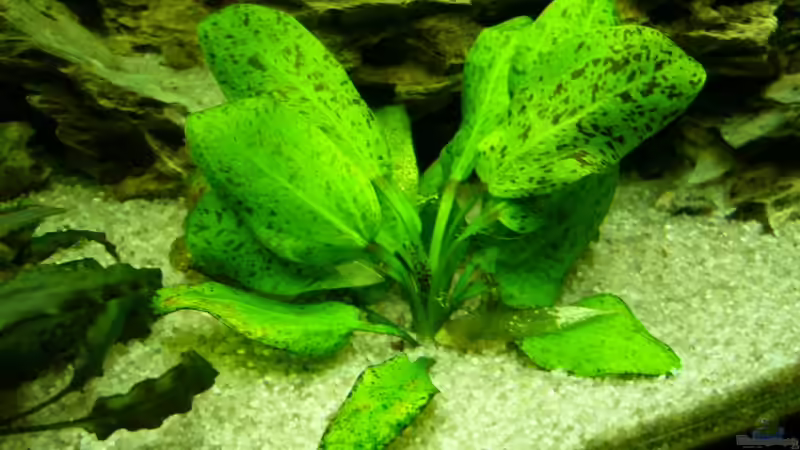 Pflanzen im Aquarium Becken 3345 von Micha WB (8)