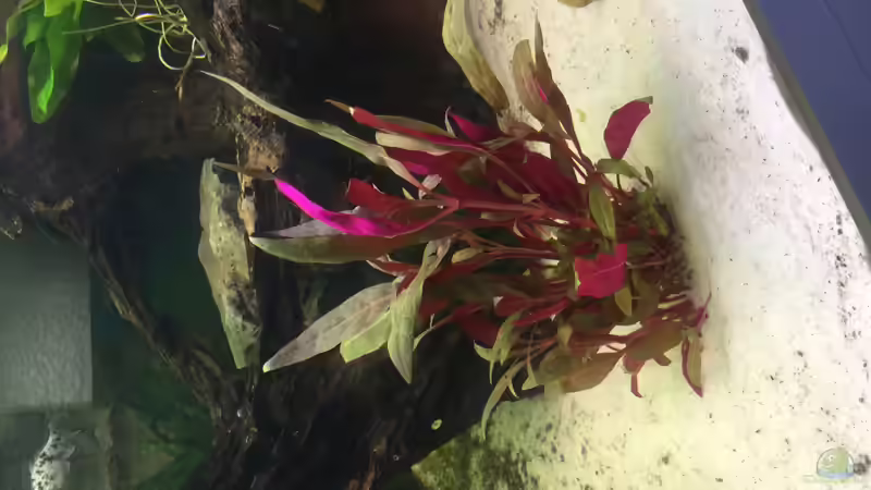 Pflanzen im Aquarium Becken 33471 von Olaf Brandt (12)