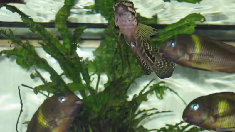 Pflanzen im Aquarium Becken 335 von Dirk Bommes (4)