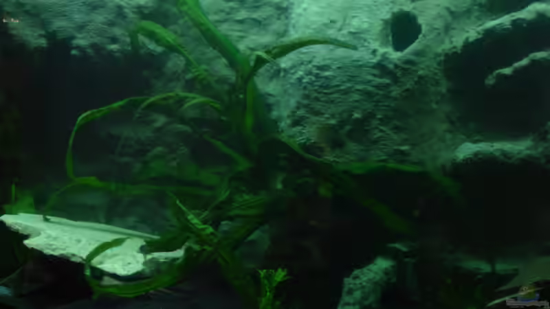 Pflanzen im Aquarium Becken 3353 von Jörn Thiedemann (5)