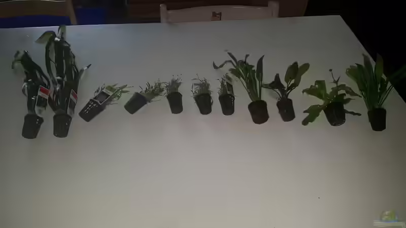 Pflanzen im Aquarium Becken 33581 von Bawitdaba (13)