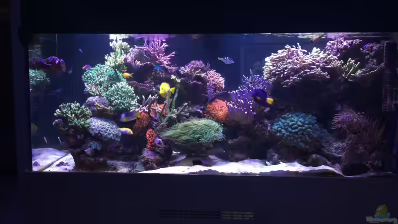 Pflanzen im Aquarium Becken 33714 von Joachim Dierl (2)