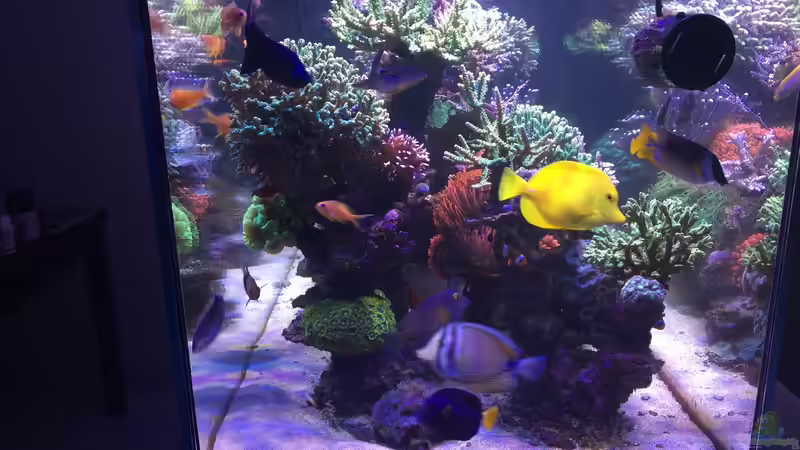 Pflanzen im Aquarium Becken 33714 von Joachim Dierl (3)