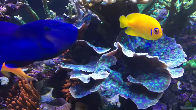 Pflanzen im Aquarium Becken 33714 von Joachim Dierl (4)