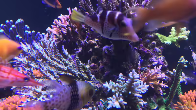 Pflanzen im Aquarium Becken 33714 von Joachim Dierl (5)