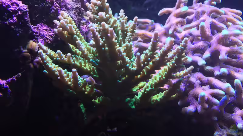 Pflanzen im Aquarium Becken 33714 von Joachim Dierl (6)