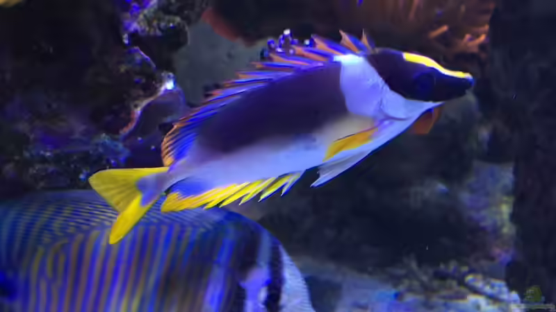 Pflanzen im Aquarium Becken 33714 von Joachim Dierl (7)