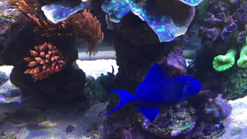 Pflanzen im Aquarium Becken 33714 von Joachim Dierl (9)