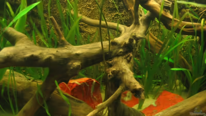 Pflanzen im Aquarium Becken 3374 von andif (7)