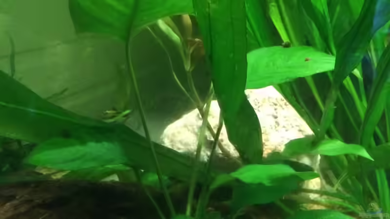 Pflanzen im Aquarium Becken 33802 von Julia Wohlschläger (2)