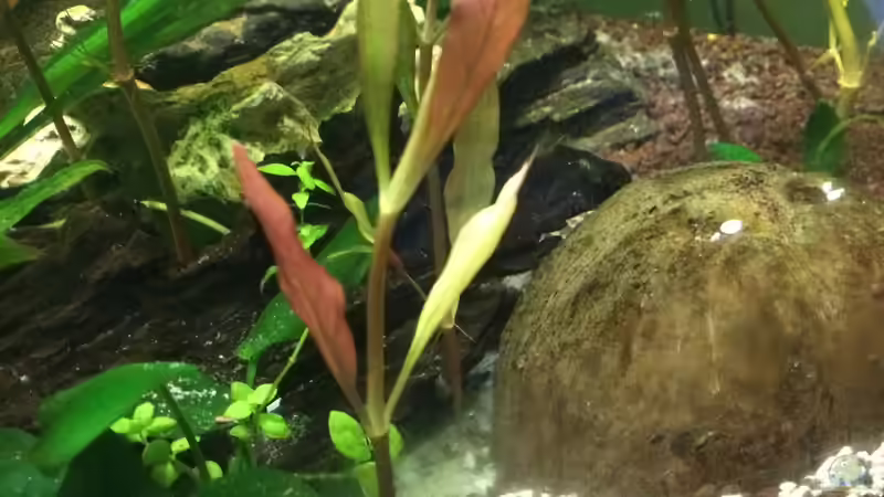 Pflanzen im Aquarium Becken 33802 von Julia Wohlschläger (3)