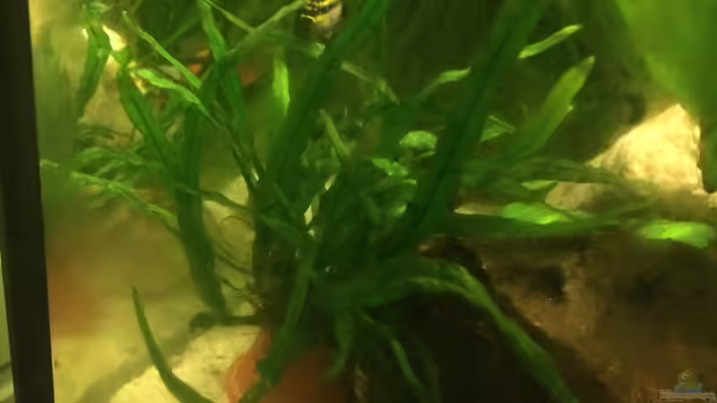 Pflanzen im Aquarium Becken 33802 von Julia Wohlschläger (4)