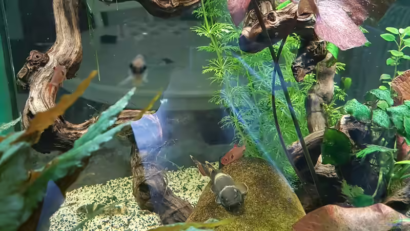 Pflanzen im Aquarium Becken 33864 von Sunnyboy_72 (38)