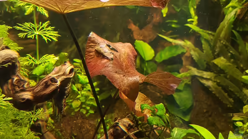 Pflanzen im Aquarium Becken 33864 von Sunnyboy_72 (40)