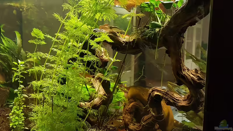 Pflanzen im Aquarium Becken 33864 von Sunnyboy_72 (41)