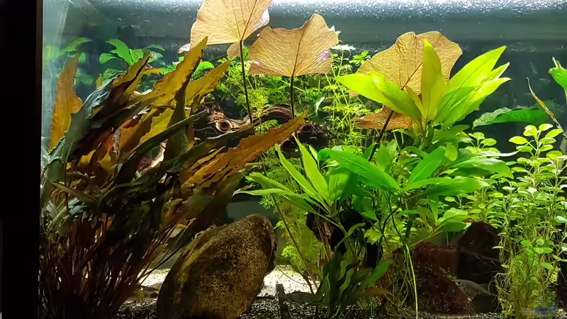 Pflanzen im Aquarium Becken 33864 von Sunnyboy_72 (42)