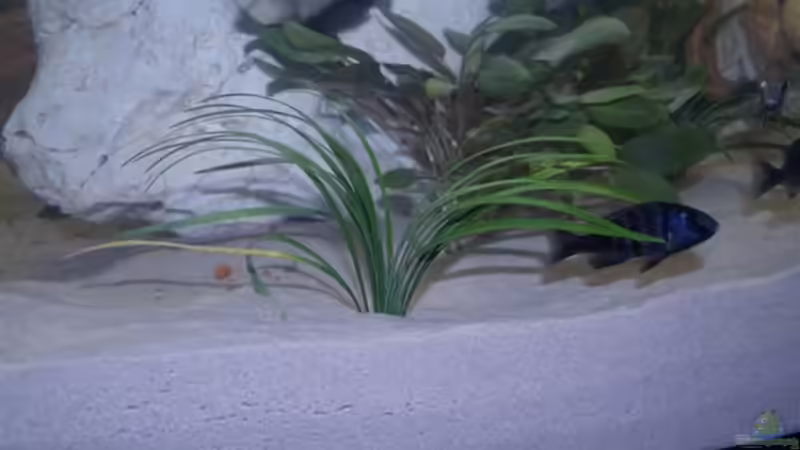 Pflanzen im Aquarium Becken 3409 von Jochen Engelmann (4)