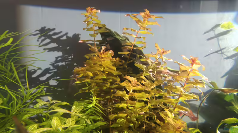 Pflanzen im Aquarium Becken 34106 von Standard (8)