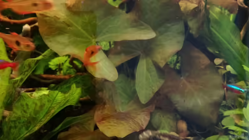 Pflanzen im Aquarium Becken 34169 von Heike Fuchs (11)