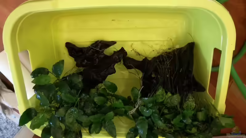 Pflanzen im Aquarium Becken 34169 von Heike Fuchs (6)