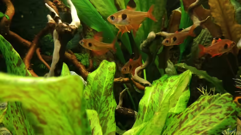 Pflanzen im Aquarium Becken 34169 von Heike Fuchs (7)