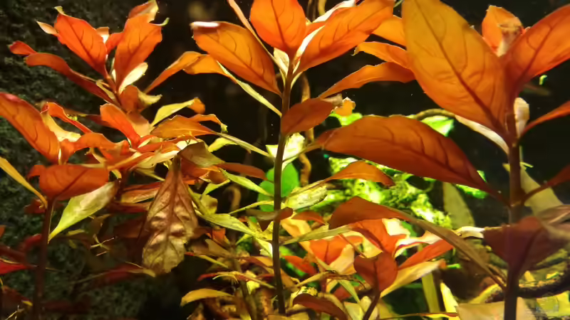 Pflanzen im Aquarium Becken 34169 von Heike Fuchs (8)