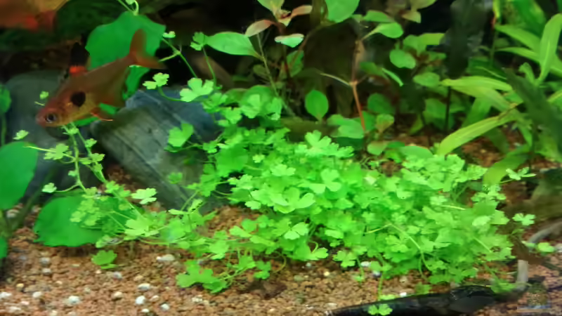 Pflanzen im Aquarium Becken 34169 von Heike Fuchs (9)