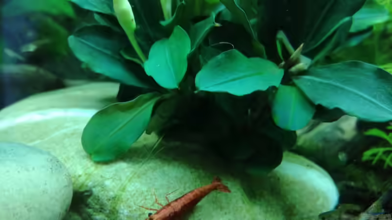 Pflanzen im Aquarium Becken 34170 von Heike Fuchs (11)