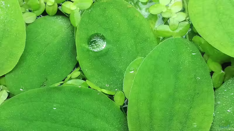 Pflanzen im Aquarium Becken 34170 von Heike Fuchs (15)
